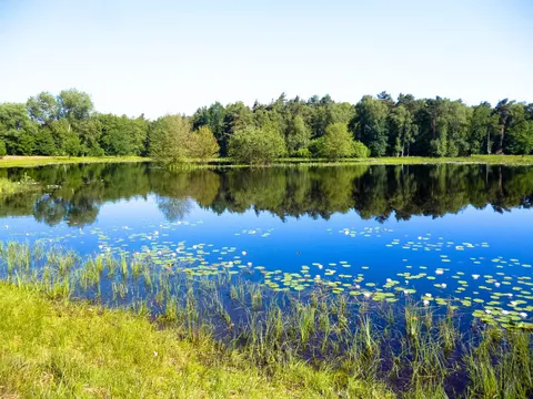 Blick über die Seerosenblätter des Weihers auf den gegenüberliegenden Waldrand