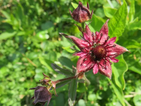 Nahaufnahme der dunkelroten Blüte eines Sumpf-Blutauges