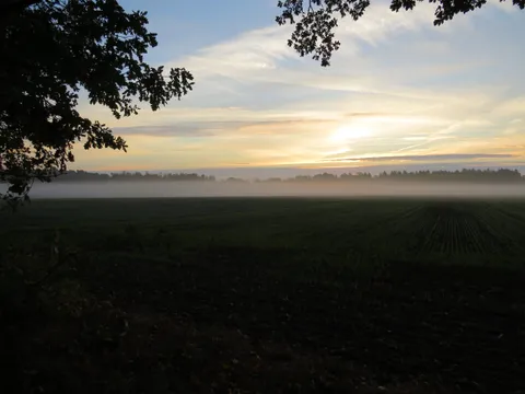 Sonnenaufgang über einem Feld mit Bodennebel, im Vordergrund die Zweige einer Eiche