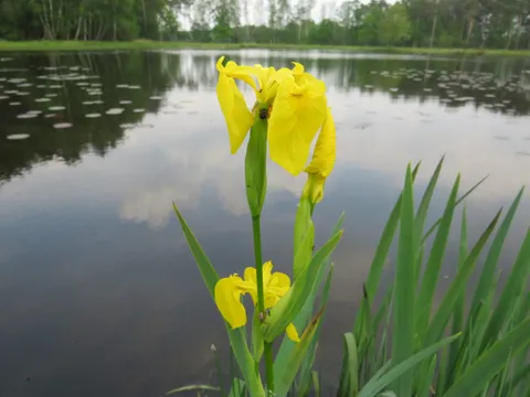 Eine gelb blühende Sumpf-Schwertlilie am Ufer, dahinter der Weiher mit Seerosenblättern
