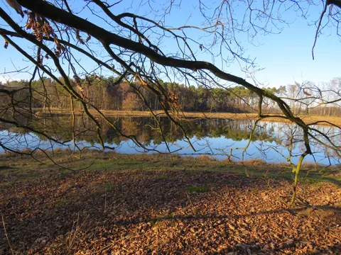 Blick durch kahle Zweige über braunes Herbstlaub auf den Weiher
