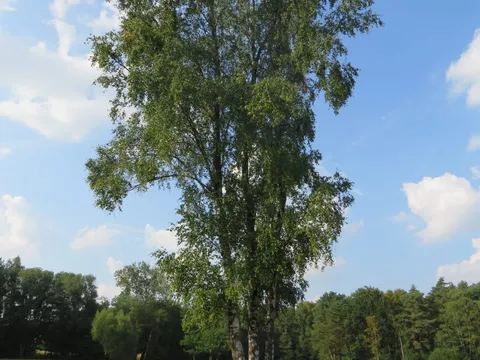 Eine große Birke auf der Heidefläche am Rand des Weihers vor blauem Himmel