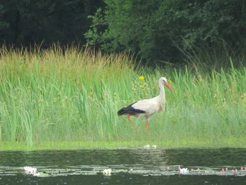 Ein Weißstorch stakst durch das Ufergras, im Wasser blühen Seerosen