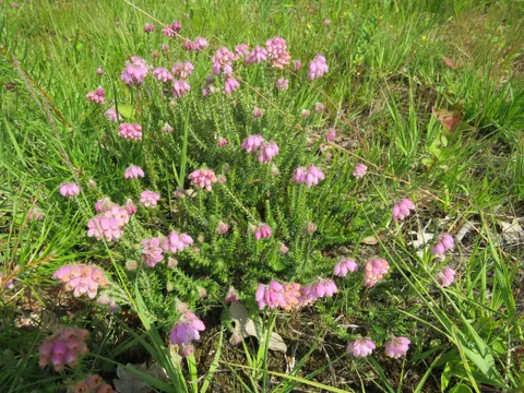 Rosa blühende Glockenheide zwischen Gräsern