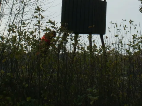 Foto aus der Galerie von Jägerschaft
