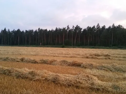 Foto aus der Galerie von Jägerschaft